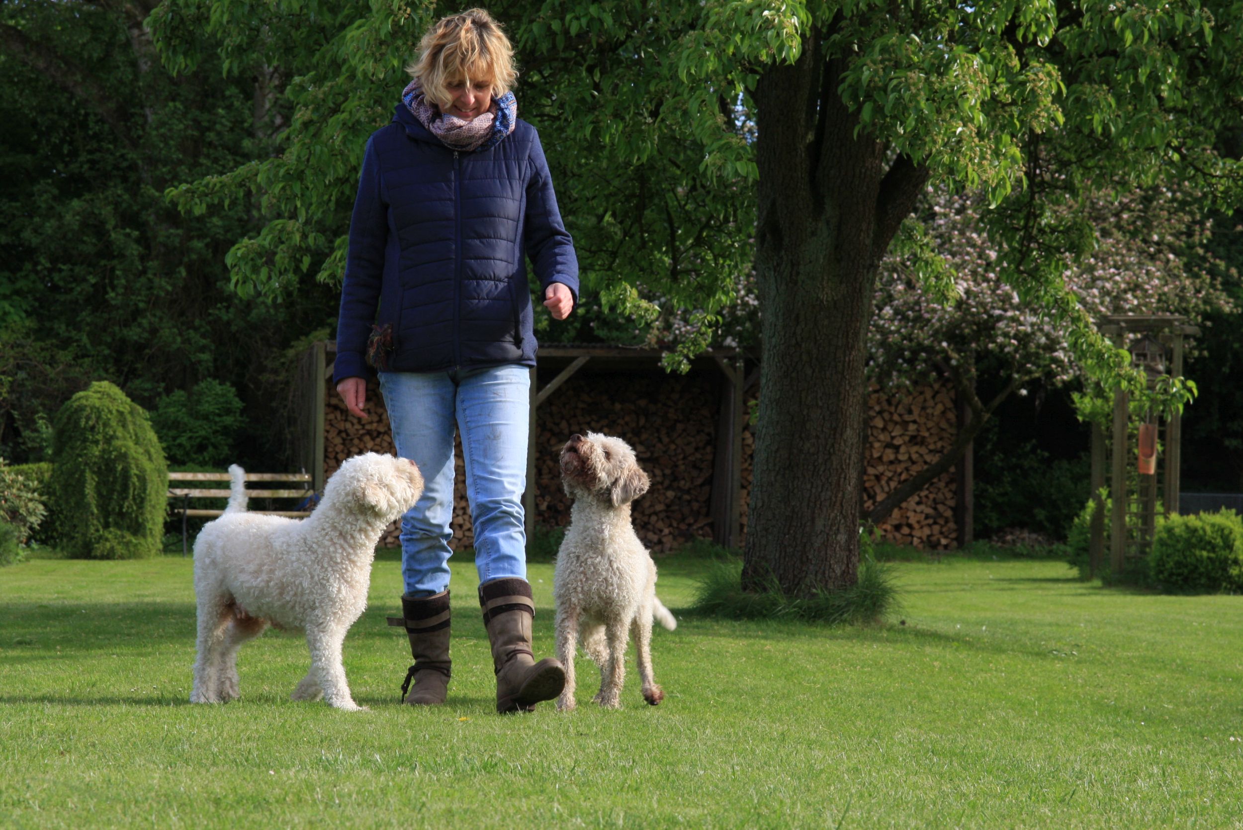 lagotto, Lagottoosnabrueck.de, lagottoosnabrueck, zucht